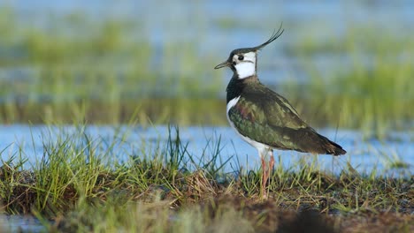 lapwing resting in wetlands flooded meadows in early spring