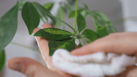 close up palm supporting green leaf while other hand gently wiping surface with white towel, capturing delicate plant care gesture among lush indoor foliage under soft natural light
