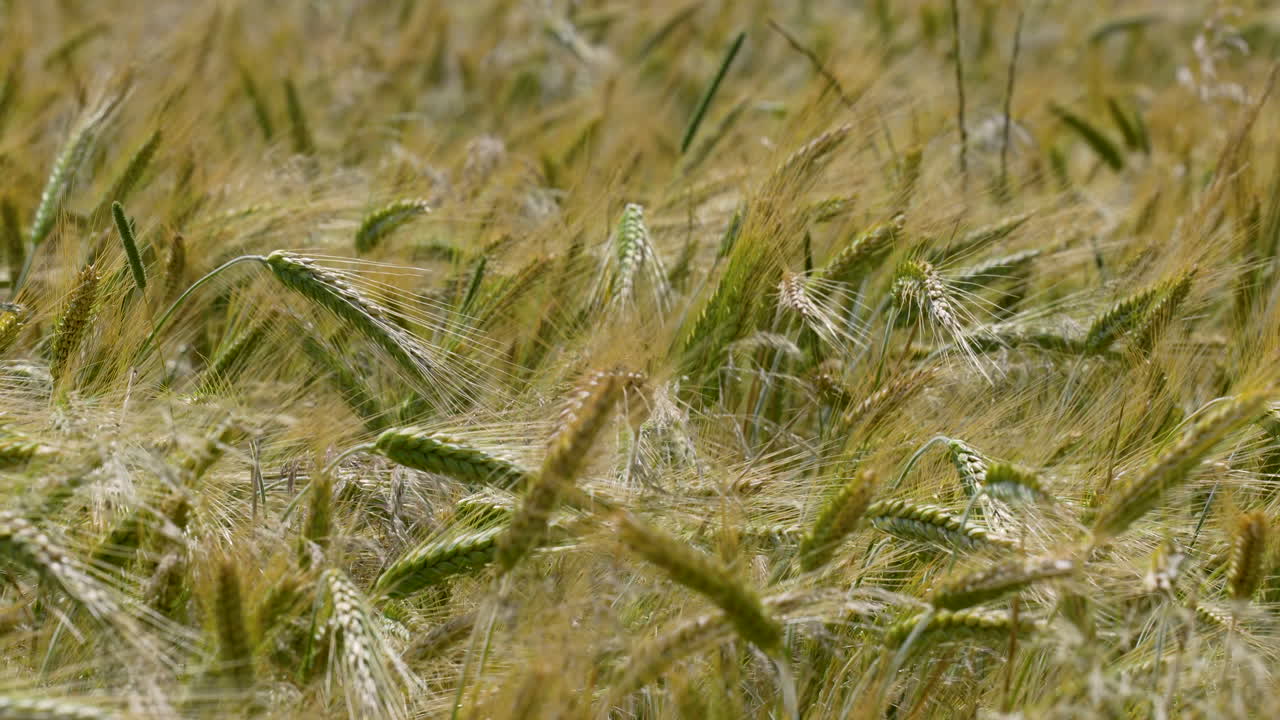 Close-up of a field of golden grain stalks