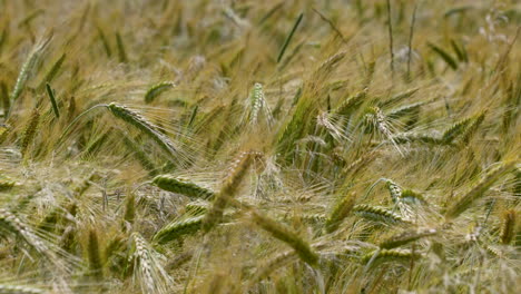 close-up of a field of golden grain stalks