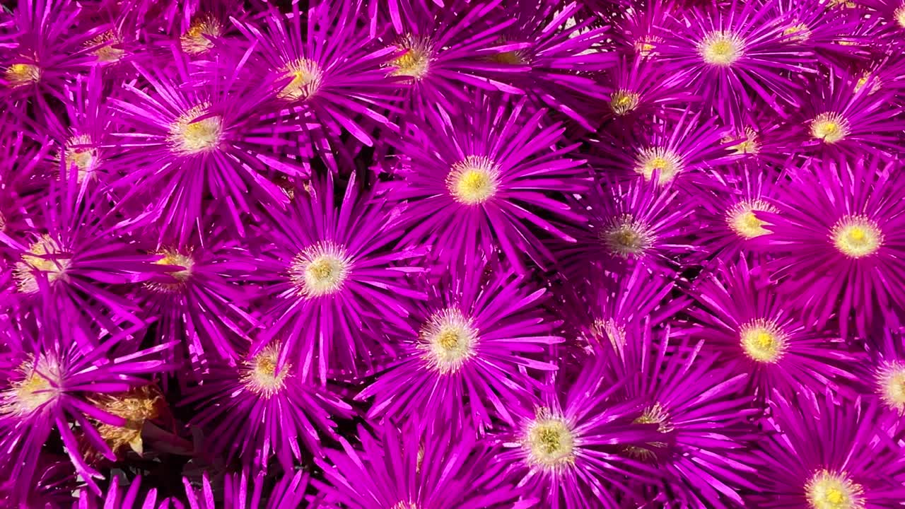 excelente filmación en primeros planos y muy cerca de la llamativa planta de lampranthus con un poderoso rosa fucsia en los pétalos de las flores, hay un giro de derecha a izquierda en la grabación, cámara lenta