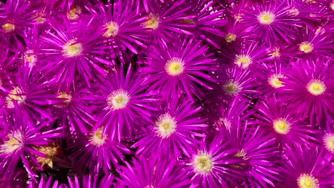 excellent filming in close-ups and very close to the striking lampranthus plant with a powerful fuchsia pink in the flower petals, there is a turn from right to left in the recording, slow motion