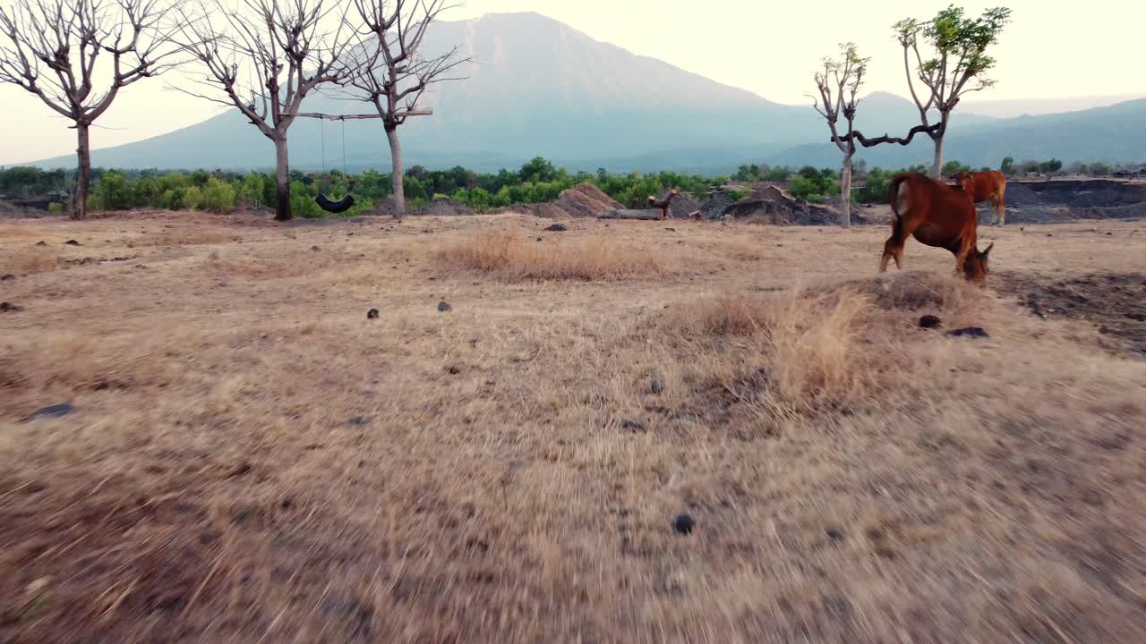Mucche al pascolo nella savana di Tianyar a Bali con il Monte Agung sullo sfondo