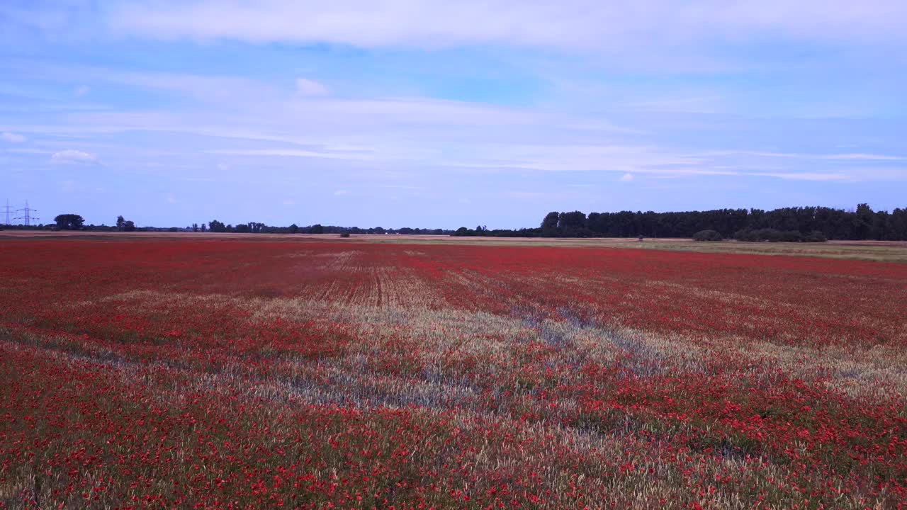 멋진 항공 상단 뷰 비행 빨간 포피 필드 시골 지역 여름 초원