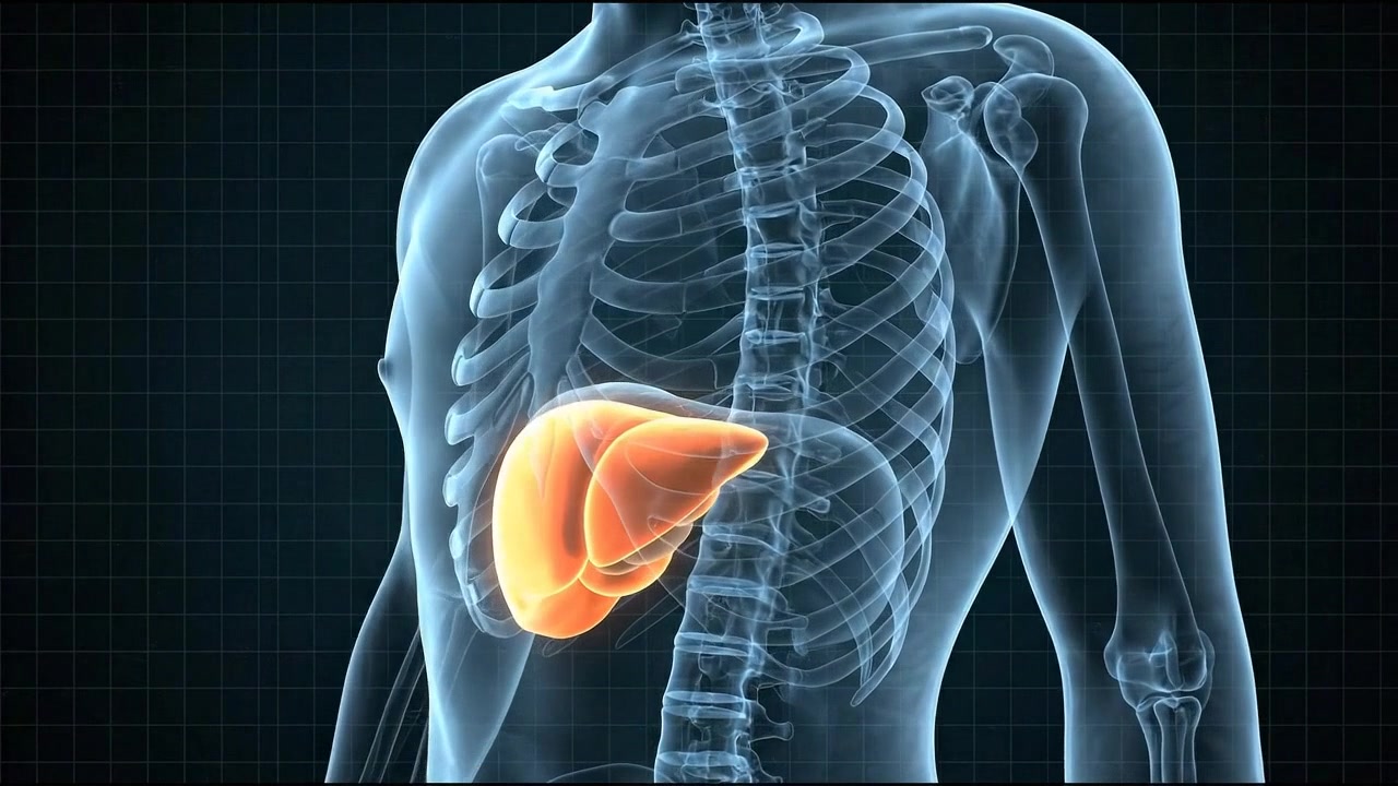 Transparent torso showing bright orange liver beneath the rib cage in detailed clinical visualization