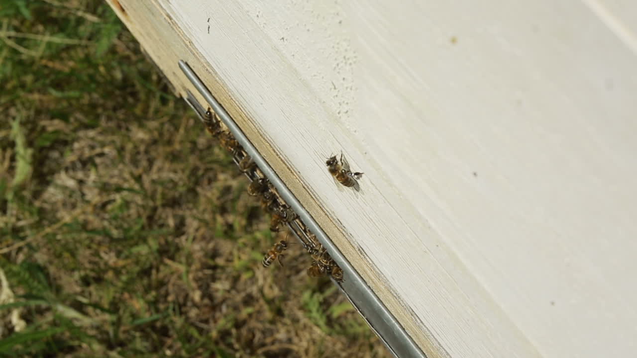 Bees On The Entrance To The Hive During. Bees crowding on the entrance to the hive during honey harvest