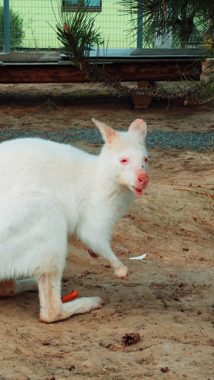 Adorable fluffy white kangaroo chewing some food. Lovely animal living in captivity in the zoo. Vertical video.