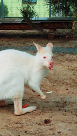 adorable fluffy white kangaroo chewing some food. lovely animal living in captivity in the zoo. vertical video.