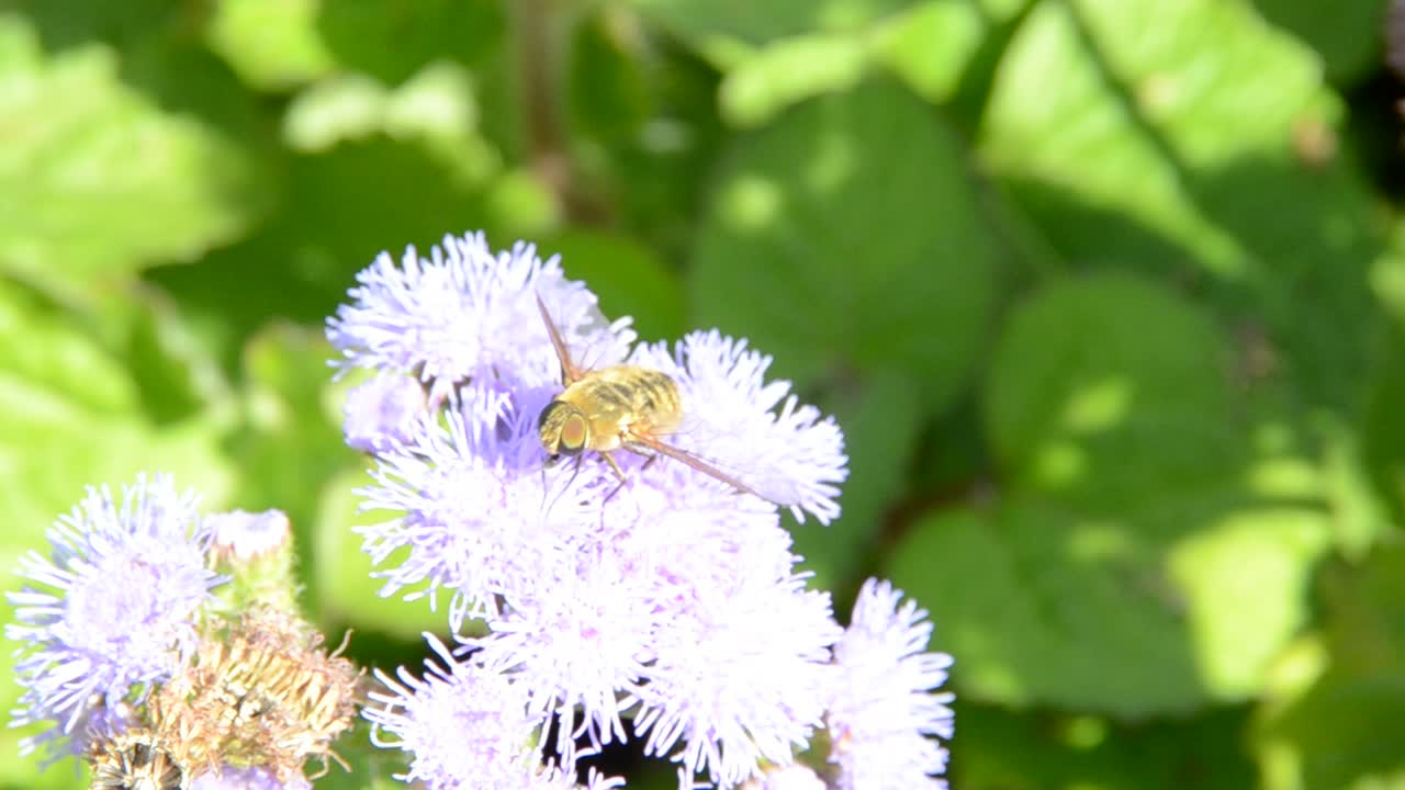Flor con abeja