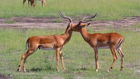 two impala cleaning each other