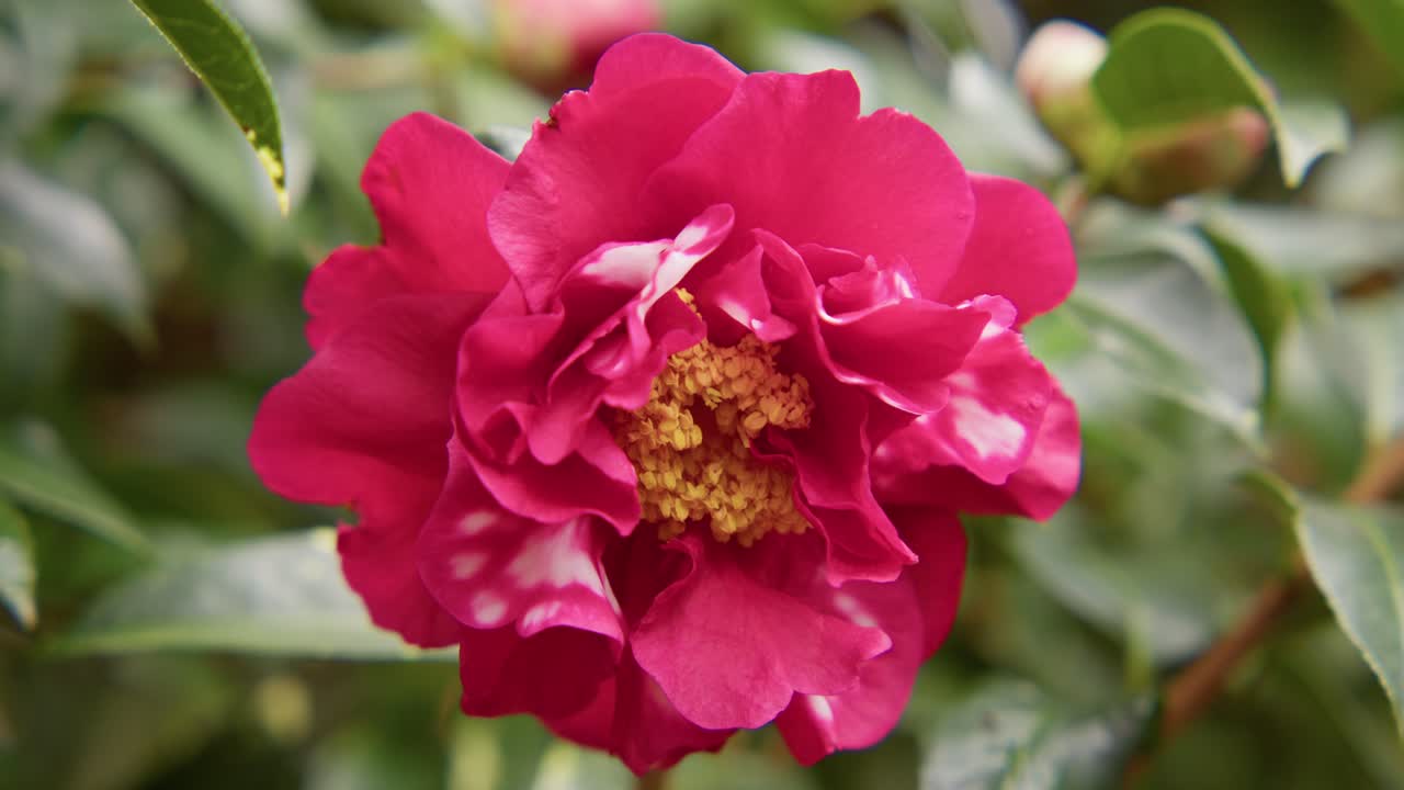 Una camelia vibrante in piena fioritura con petali morbidi e ricchi dettagli. Catturata in slow motion 4K, questa ripresa mostra l'eleganza della natura e la bellezza botanica