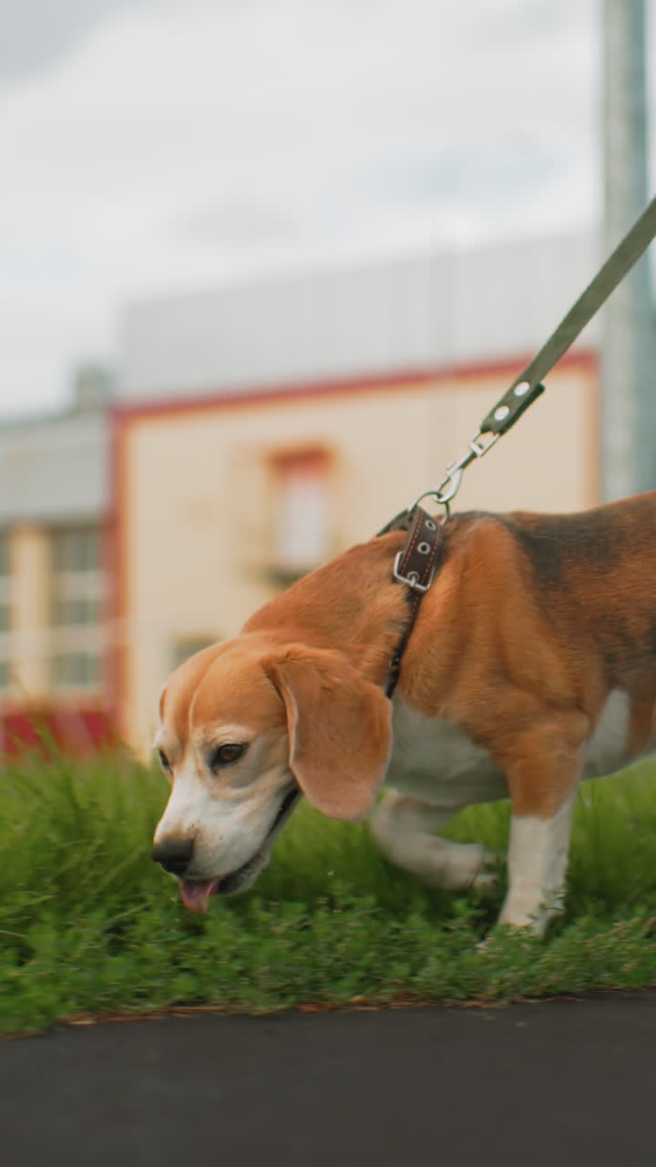 beagle vicino a un edificio al guinzaglio, passeggiata urbana sul marciapiede con naso attento, lingua gioiosa di fuori, mantello tricolore, mano del proprietario che guida, cielo nuvoloso sullo sfondo, architettura del quartiere visibile