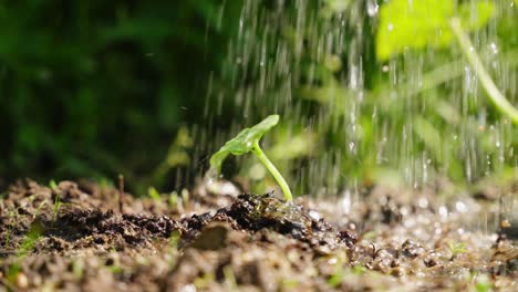water gently pours onto young green plant sprouting from dark soil, symbolizing growth and care