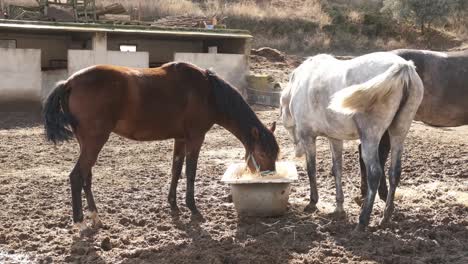 brown horse enjoying hay from a trough in a muddy paddock with a white horse nearby
