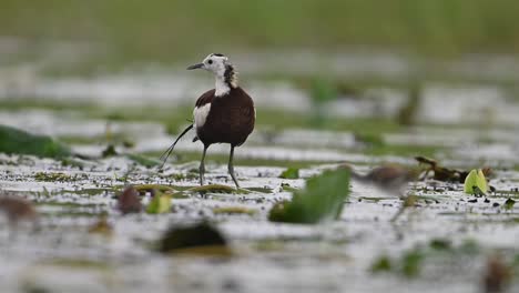 pheasant tailed jacana and chick in rainy day in wetland area