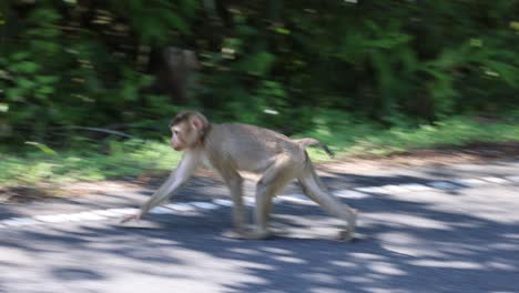 a monkey walks across a road in a forested area.