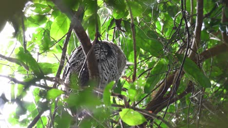 Búho-Real-De-Vientre-Manchado,-Bubo-Nipalensis,-Parque-Nacional-Kaeng-Krachan,-Tailandia,-Patrimonio-Mundial-De-La-Unesco,-Visto-Desde-Debajo-Del-árbol-Mientras-Mira-Hacia-La-Izquierda-Y-Luego-Mira-Hacia-Adelante-Y-Hacia-Abajo