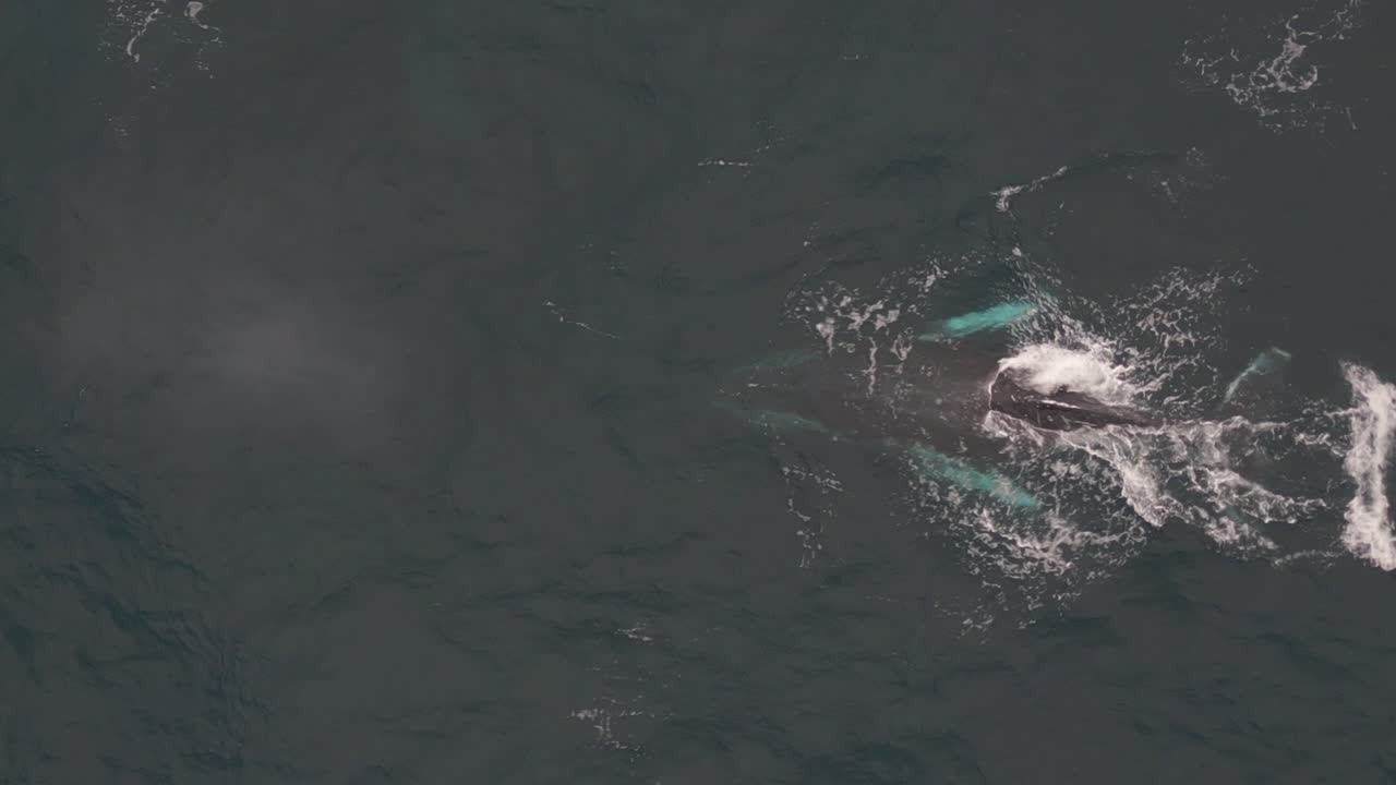 Single humpbackwhale play and blow fountain in Sydney harbour