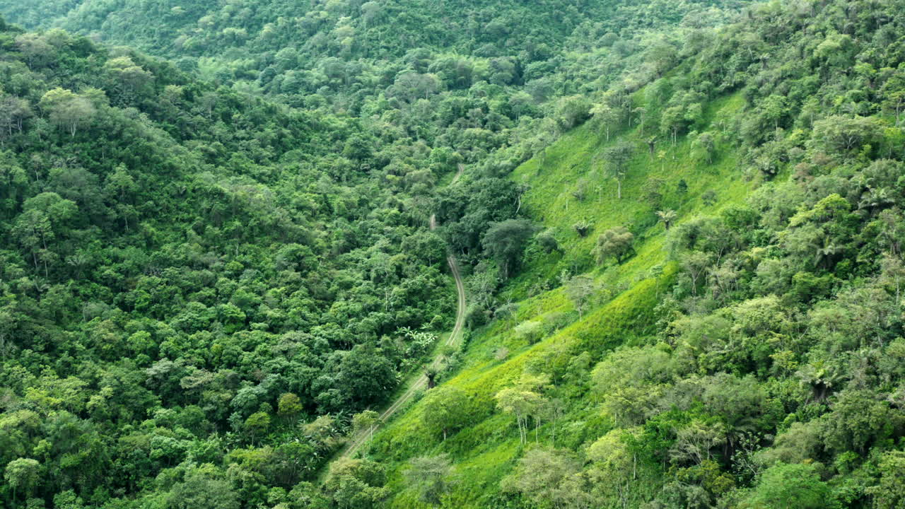 disparo panorámico de un bosque verde