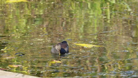 un pájaro acuático comiendo en un estanque