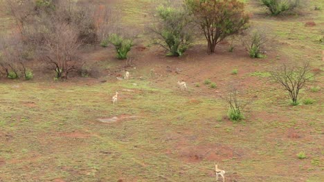 Drone-aerial-of-Springboks-Antelopes-in-the-wild-at-trees