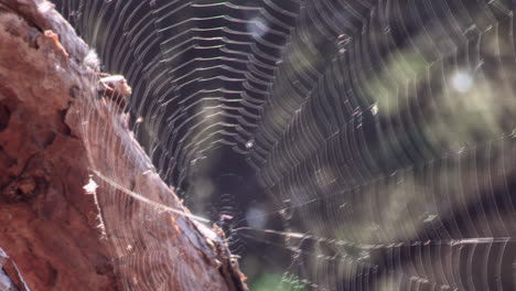 imagen de una gran tela de araña, que se mueve con el viento