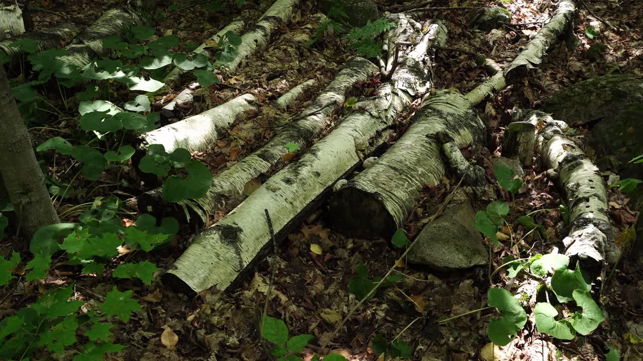 Molti rami tagliati a caso e sparsi sul terreno con foglie verdi, così come foglie morte con raggi di luce che filtrano attraverso.