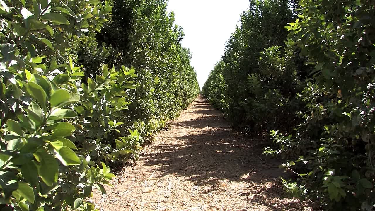 나무들이 줄지어 있는 야자수 농장, 캘리포니아, 미국