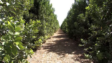 plantación de palmeras con árboles en fila, california, ee.uu.