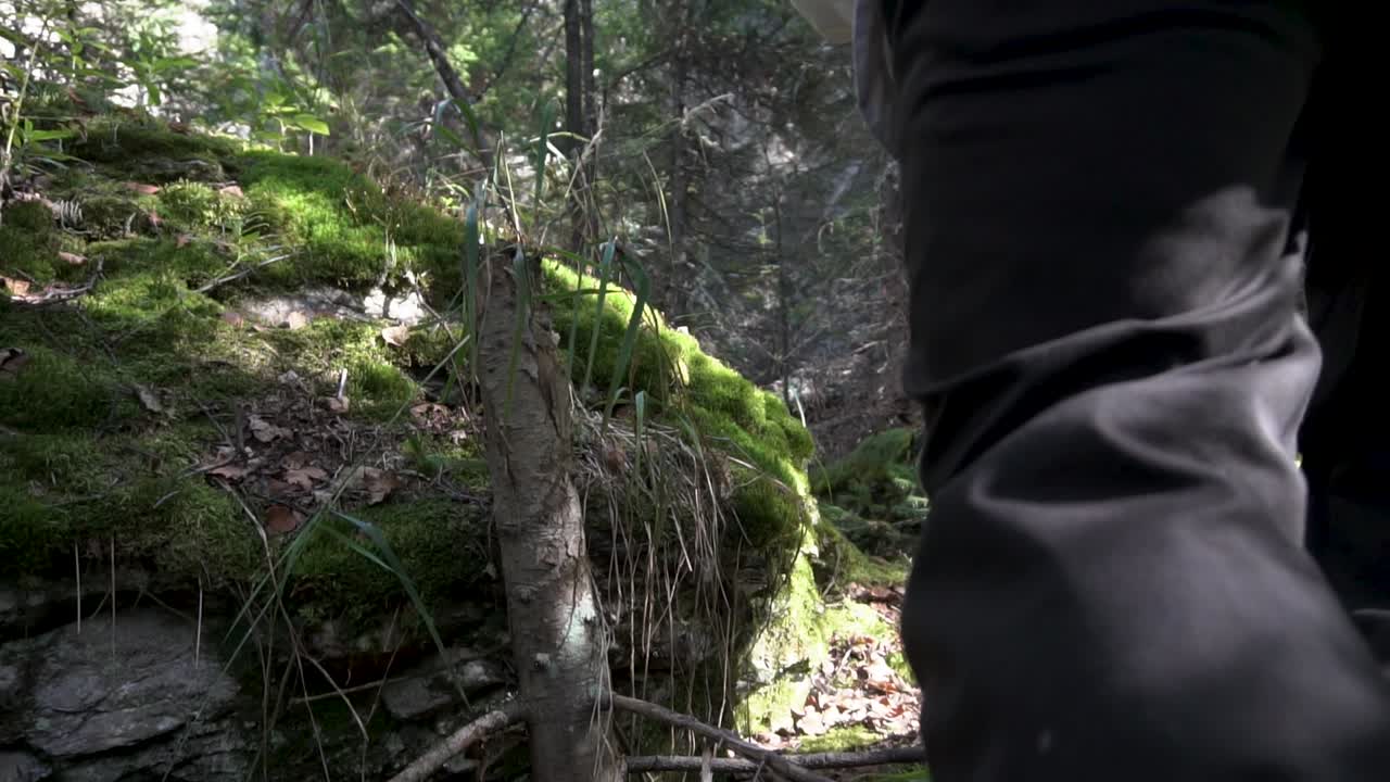 모스 숲 을 가로질러 산책 하는 사람