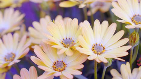 Nahaufnahme-Einer-Bunten-Gänseblümchenblume-Im-Botanischen-Garten,-Pastonfarbenes-Gänseblümchen