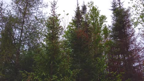 Pine-Forest-Trees-With-Orange-Dried-Colors-After-Wildfire-Near-Lebel-sur-Quévillon-In-Quebec,-Canada