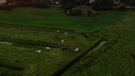 Impresionante-Toma-De-órbita-Aérea-De-Drones-De-Caballos-Salvajes-En-El-Campo-Con-Bengalas-Solares