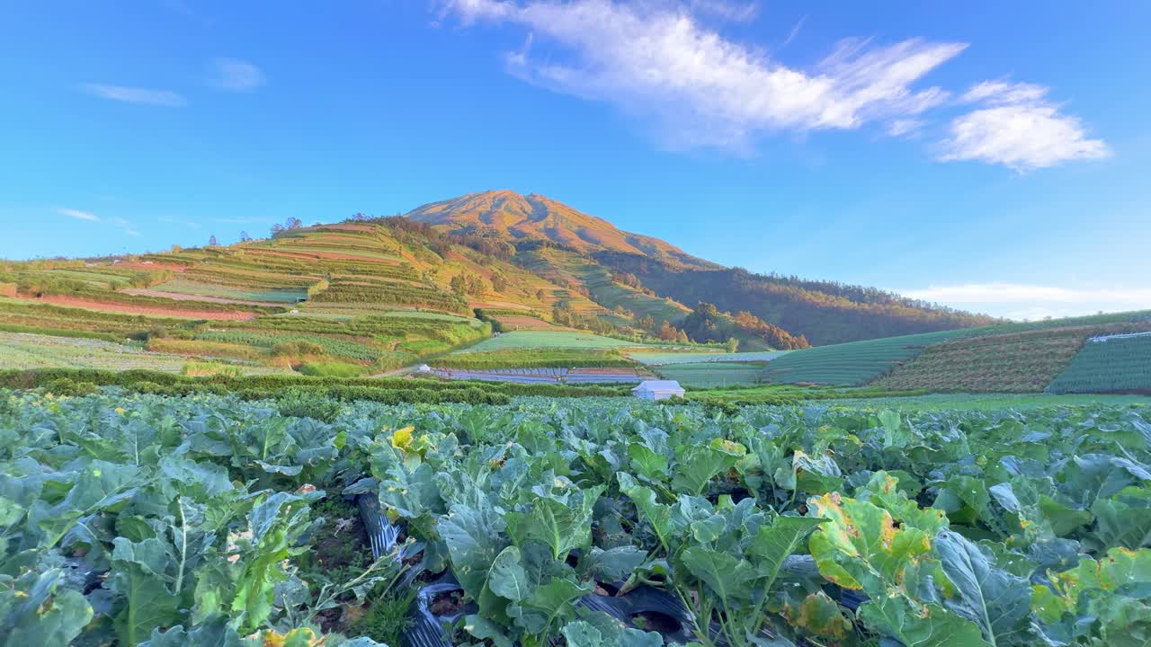 背景に山々の景色が広がる、列になって育つ緑のブロッコリー畑。高地での新鮮な野菜栽培。