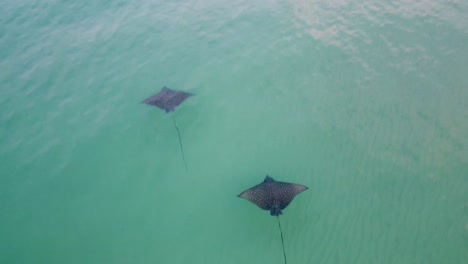 Gefleckte-Adlerrochen-Schwimmen-Im-Flachen,-Klaren-Wasser