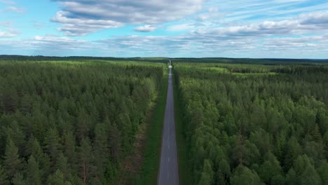 tarmac road cutting through dense pine forest