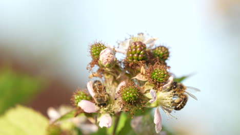 Las-Abejas-Polinizan-Las-Flores-De-Mora-Con-Gran-Precisión