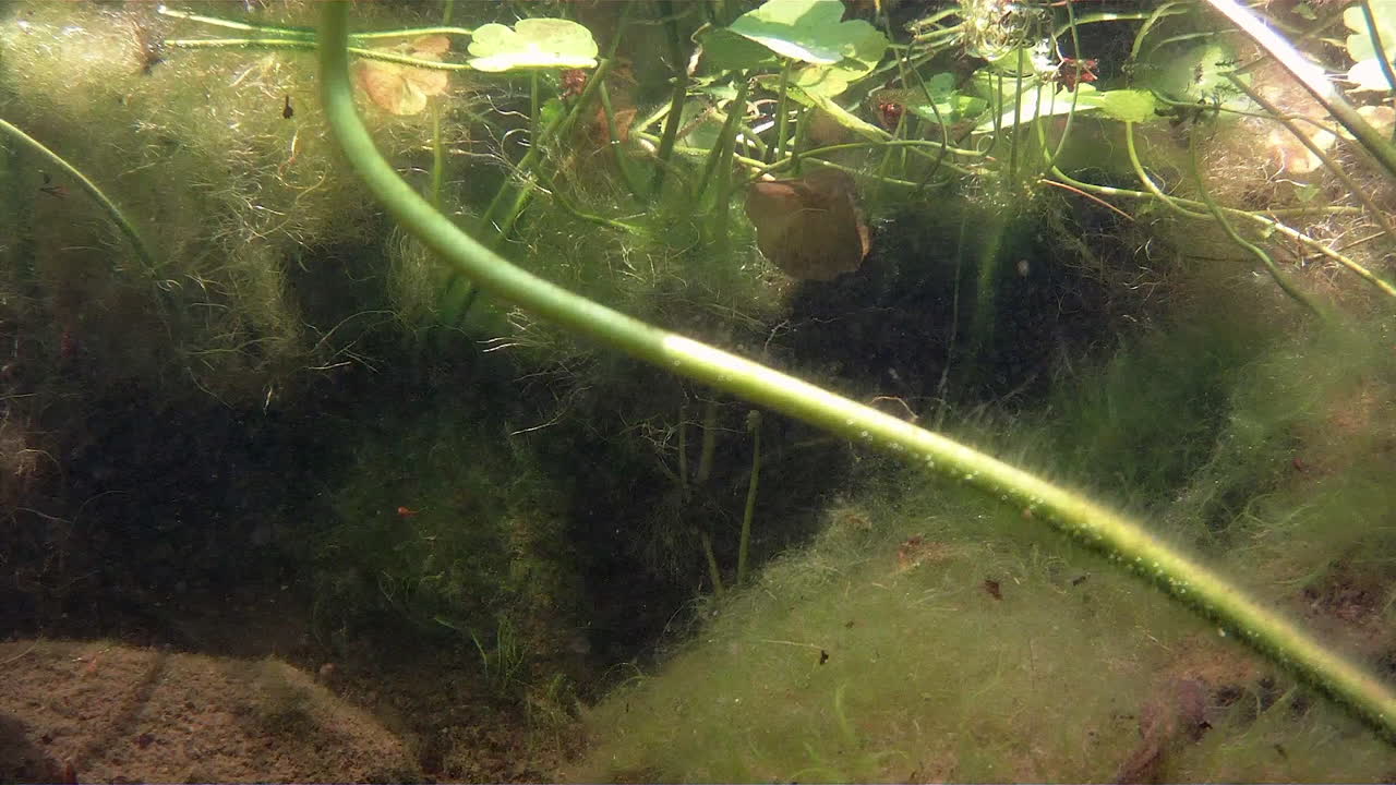 un renacuajo asustado nada bajo el agua para escapar del peligro