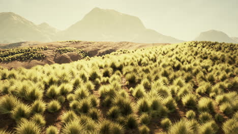serene desert landscape with grassy hills and mountains