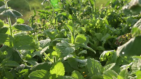 close up of organic pepper green natural in home garden farm plantation under warm sun and fresh breeze