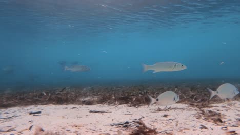 fish on the coast of mallorca