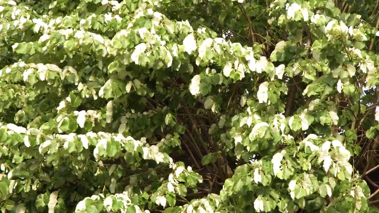 夏の陽光の下、木の枝に生い茂る鮮やかな緑と白の葉の静止したミディアムショット。