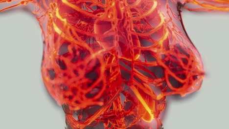 human circulatory system medical scan