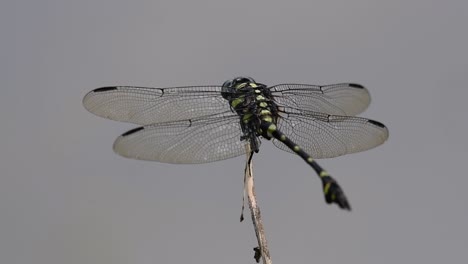 La-Libélula-De-Cola-De-Brida-Común-Se-Ve-Comúnmente-En-Tailandia-Y-Asia