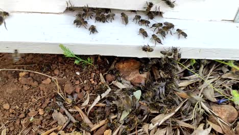 Eine-Nahaufnahme-Zeigt-Eine-Gruppe-Von-Bienen,-Die-Ein-Bienenhaus-Betritt-3