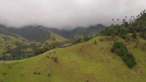 green colombian cocora valley full of wax palms