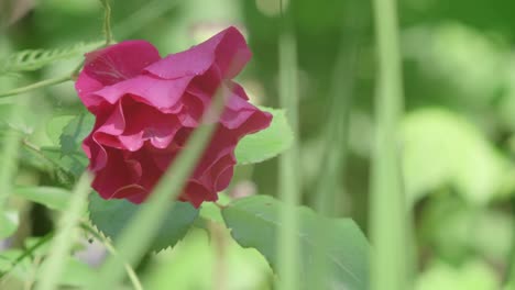 a downward facing purple red rose blooms, adding bright color to the garden