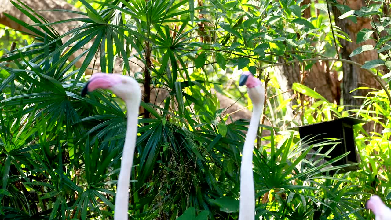 플라밍고 들 이 울창 한 초록 나무 들 사이 에서 교제 하고 있다