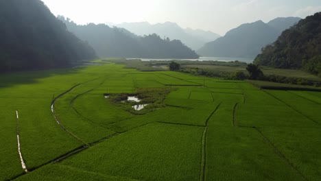 rice fields, striking contrast against surrounding rugged mountains of mist