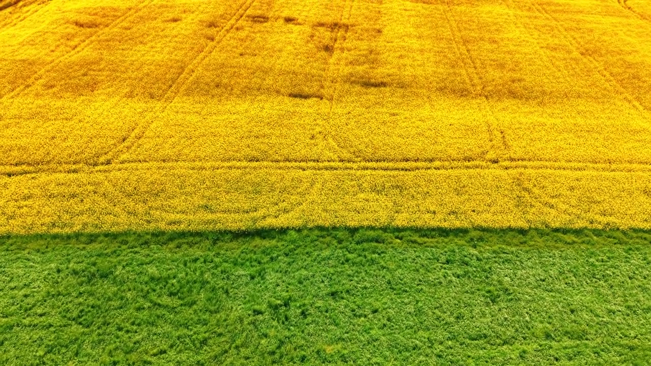 Vista aerea dall'alto di campi di colza gialla e verdi. Ripresa con drone ad alta angolazione che mostra un confine netto tra un campo di colza gialla in fiore e erba verde.